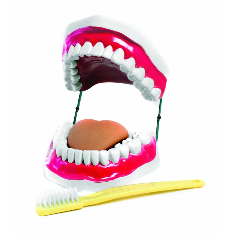 ORAL HYGIENE MODEL