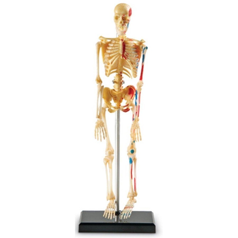 Skeleton Anatomy Model