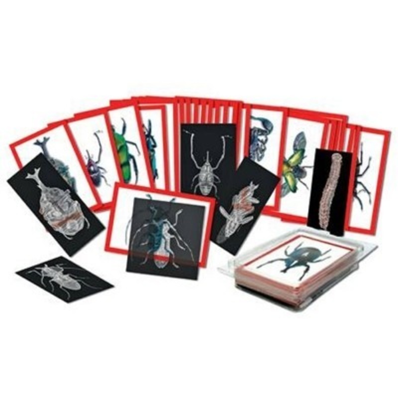 Insect  X-Rays and Picture Cards