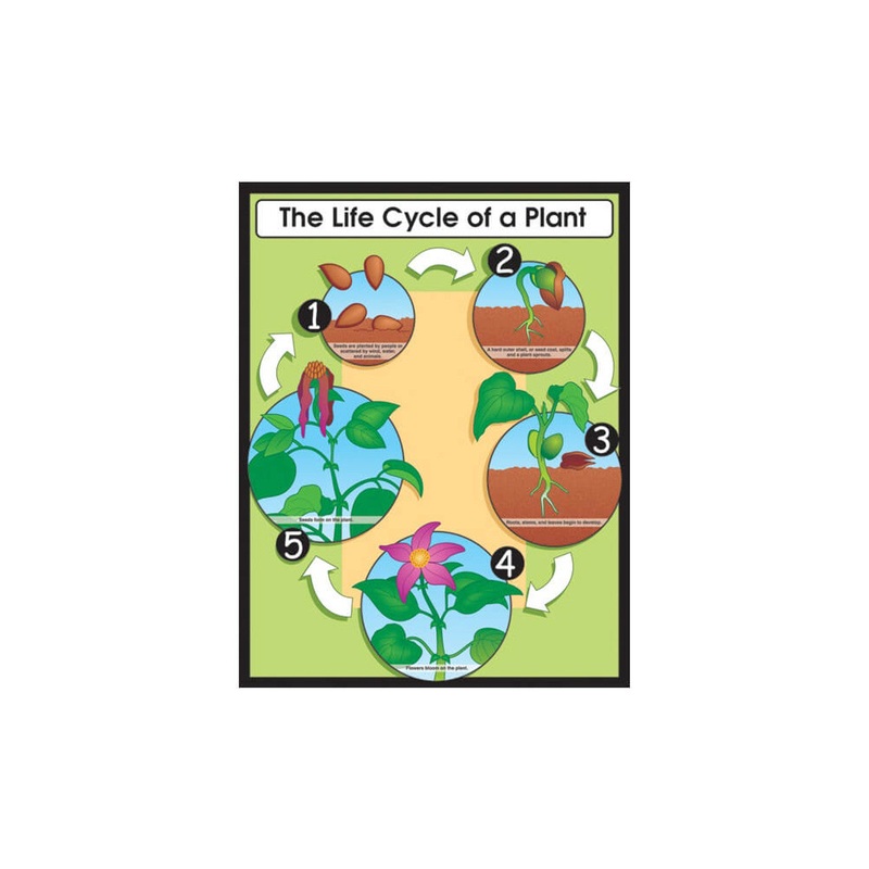 The Life Cycle of a Plant Chart Grade 1-5