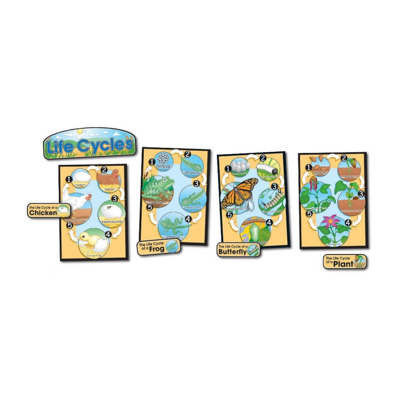 Life Cycles Bulletin Board Set Grade 1-8